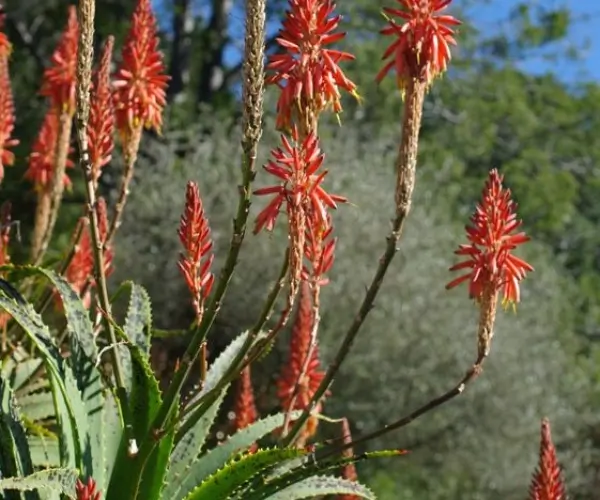 Aloe arborescens (Aloe arborescens) Potted Plant, quart size, organic - Image 3