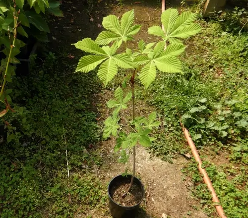 Horse Chestnut (Aesculus hippocastanum), potted tree, 9-inch-pot, organic