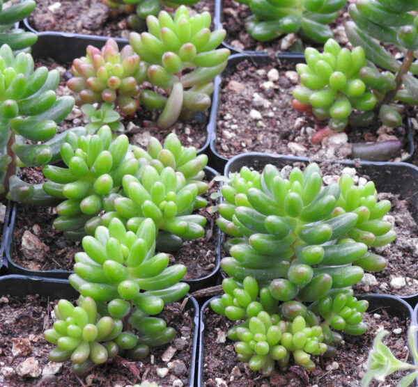 Sedum, Jelly Bean (Sedum rubrotinctum) Plant, Organic - Image 3