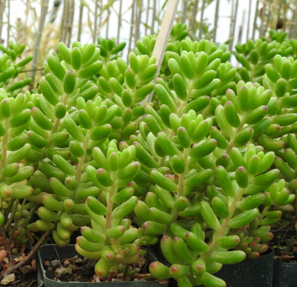 Sedum, Jelly Bean (Sedum rubrotinctum) Plant, Organic - Image 2