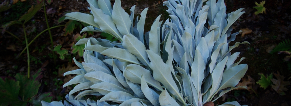 Sage, White (Salvia apiana) seeds, organic - Image 11