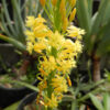 Bulbine, Natal (Bulbine natalensis) plant, organic - Image 4
