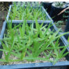 Bulbine, Natal (Bulbine natalensis) plant, organic