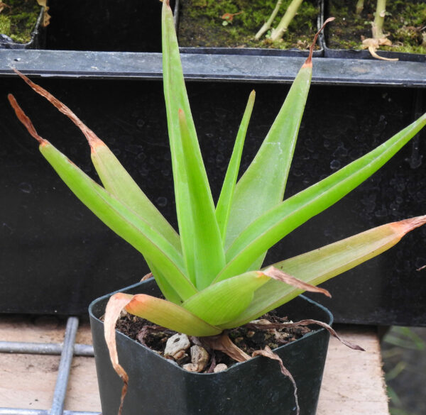 Bulbine, Natal (Bulbine natalensis) plant, organic - Image 2