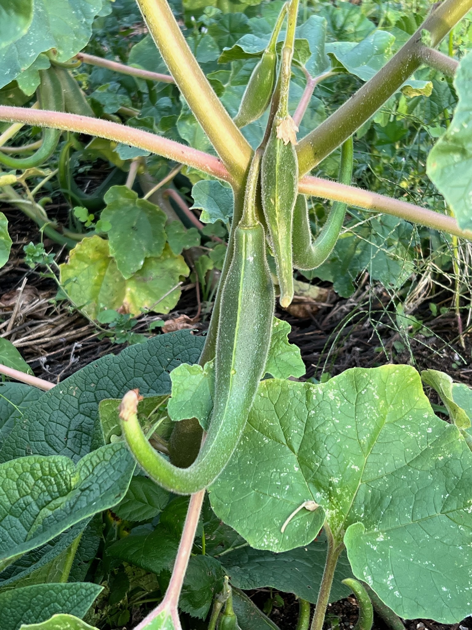 Devil's Claw, Southwest (Proboscidia parviflora) packet of 5 seeds, Organic - Image 5