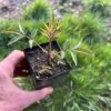 Elderberry, Blue (Sambucus caerulea) potted shrub in a 9-inch-deep pot, organic