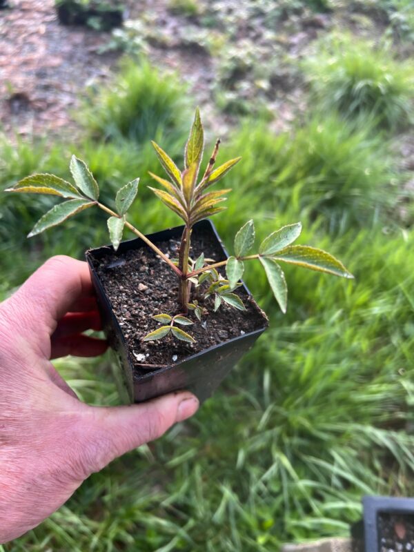 Elderberry, Blue (Sambucus caerulea) potted shrub in a 9-inch-deep pot, organic