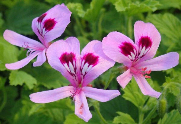 Geranium, Scented "Lemon Balm" (Pelargonium melissimum) plant, organic