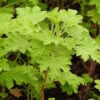 Geranium, Scented "Lemon Balm" (Pelargonium melissimum) plant, organic - Image 2