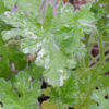 Geranium, Scented "Peacock" (Pelargonium capitatum) potted plant, organic - Image 2