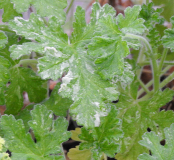 Geranium, Scented "Peacock" (Pelargonium capitatum) potted plant, organic - Image 2