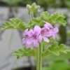 Geranium, Scented "Peacock" (Pelargonium capitatum) potted plant, organic