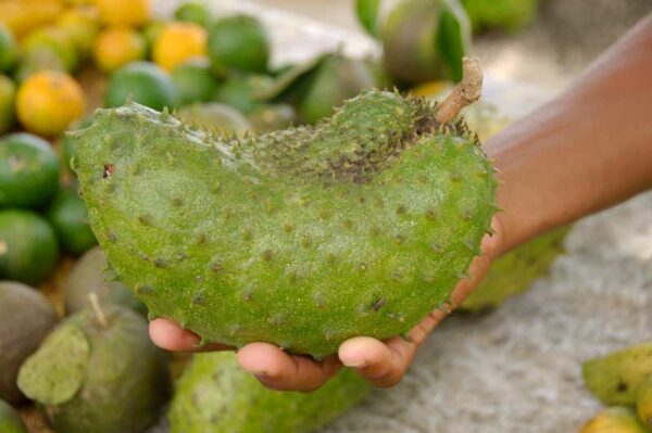 Soursop (Annona muricata) fruit in hand