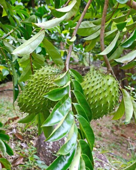 Soursop (Annona muricata) fruits