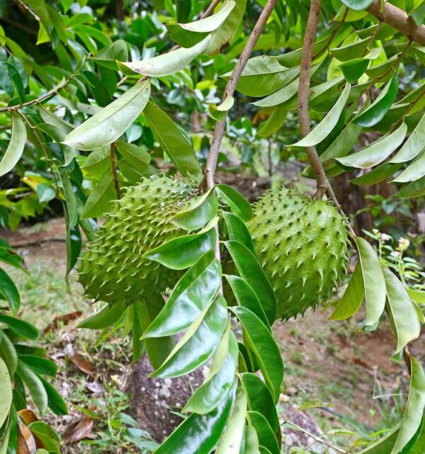 Soursop (Annona muricata) fruits