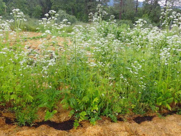 Valerian, Select (Valeriana officinalis), potted plant, organic