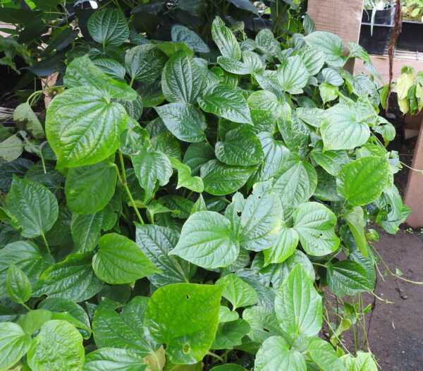 Betel, Wild (Piper sarmentosum) potted plant, organic - Image 2