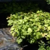 Witch Hazel, Virginian (Hamamelis virginiana) potted tree, Organic - Image 4