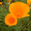 Poppy, California Open Pollinated (Eschscholzia californica) seeds - Image 2