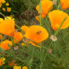 Poppy, California Open Pollinated (Eschscholzia californica) seeds - Image 3
