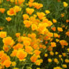 Poppy, California Open Pollinated (Eschscholzia californica) seeds