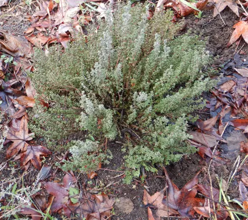 Thyme, Orange (Thymus fragrantissimus), potted plant, organic - Image 3