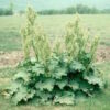 Rhubarb, Rhapontic (Rheum rhaponticum) packet of 20 seeds