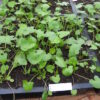 Sorrel, French (Rumex scutatus) packet of 30 seeds, Organic