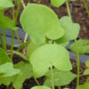 Sorrel, French (Rumex scutatus), potted plant, organic - Image 2