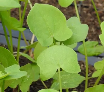 Sorrel, French (Rumex scutatus), potted plant, organic - Image 2
