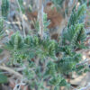 Thyme, Spiked (Thymbra spicata), packet of 10 seeds, Organic - Image 4