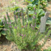 Thyme, Spiked (Thymbra spicata), packet of 10 seeds, Organic - Image 3