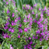 Thyme, Spiked (Thymbra spicata), packet of 10 seeds, Organic