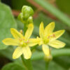 Bulbine, Burn Jelly Plant (Bulbine frutescens), packet of 30 seeds, organic - Image 3