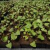 Sorrel, French (Rumex scutatus), potted plant, organic