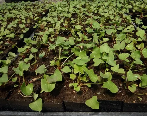 Sorrel, French (Rumex scutatus), potted plant, organic