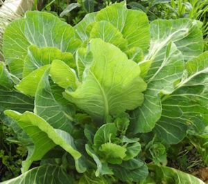 LEAFY GREENS