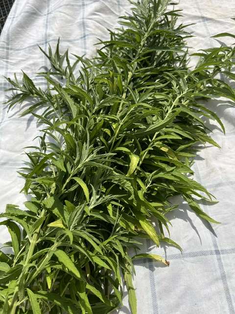 Wilde Dagga (Leonotus leonurus), potted plant in a 5-inch deep pot, organic - Image 6