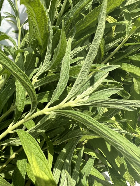 Wilde Dagga (Leonotus leonurus), potted plant in a 5-inch deep pot, organic - Image 7