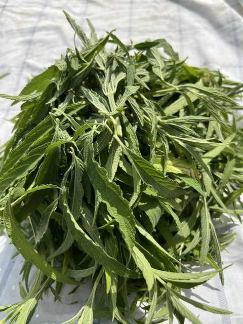 Wilde Dagga (Leonotus leonurus), potted plant in a 5-inch deep pot, organic - Image 8