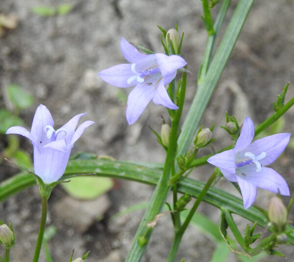 Rapunzel [RAMPION] (Campanula rapunculus), potted plant, organic - Image 2