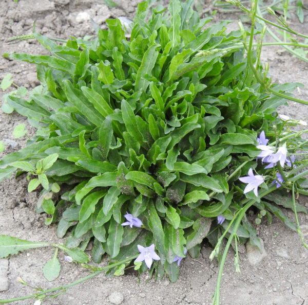 Rapunzel [RAMPION] (Campanula rapunculus), potted plant, organic