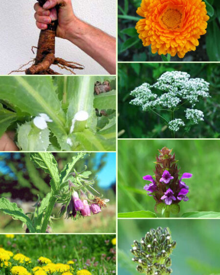 Survival Medicine Garden Seed Collection