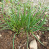 Chives, English (Allium schoenoprasum) potted plant, organic - Image 3