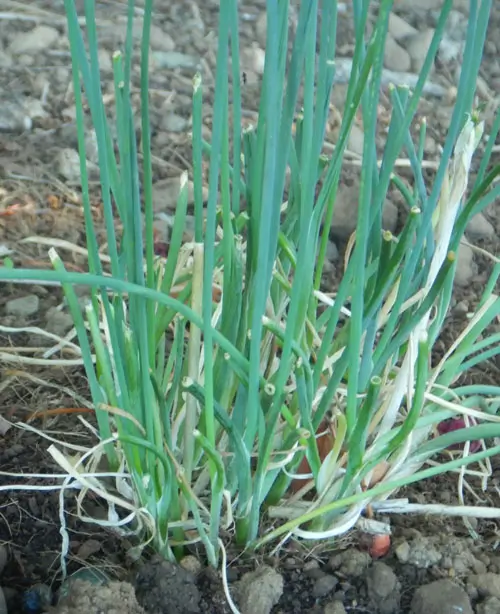 (give me that) Old Time Nutrition seed collection, organic - Image 4