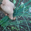 Chives, English (Allium schoenoprasum), packet of 50 seeds, organic - Image 3