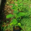 Baobab Tree (Adansonia digitata), packet of 5 seeds - Image 9