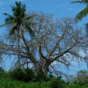 Baobab Tree (Adansonia digitata), packet of 5 seeds - Image 8