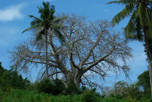 Baobab Tree (Adansonia digitata), packet of 5 seeds - Image 8