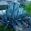 Century Plant, American (Agave americana), packet of 20 seeds